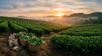 Load image into Gallery viewer, Sweeping green yerba mate plantation at sunrise, De Oro Reserve's pure origin