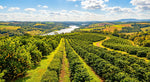 Load image into Gallery viewer, Vibrant citrus grove and yerba mate fields landscape, Golden Tropic's origin mood